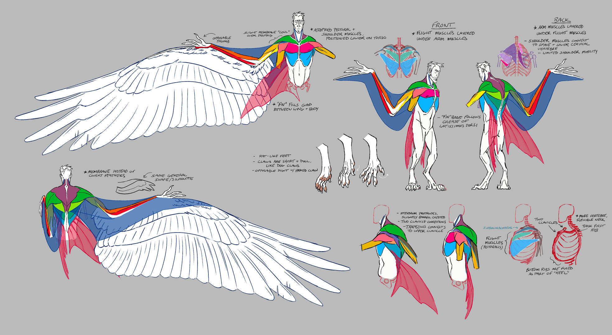 hans_anatomy1 hans_anatomy1